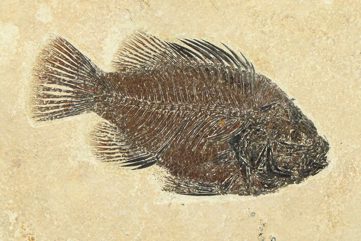 Detailed Fossil Fish (Cockerellites) - Wyoming #292513